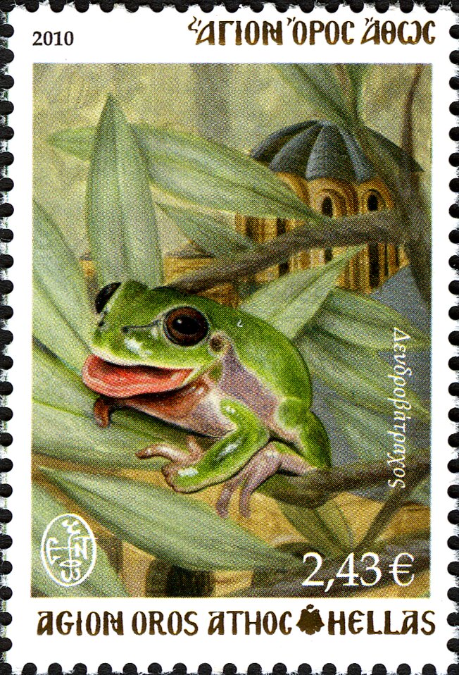 Common Tree Frog (Hyla arborea)