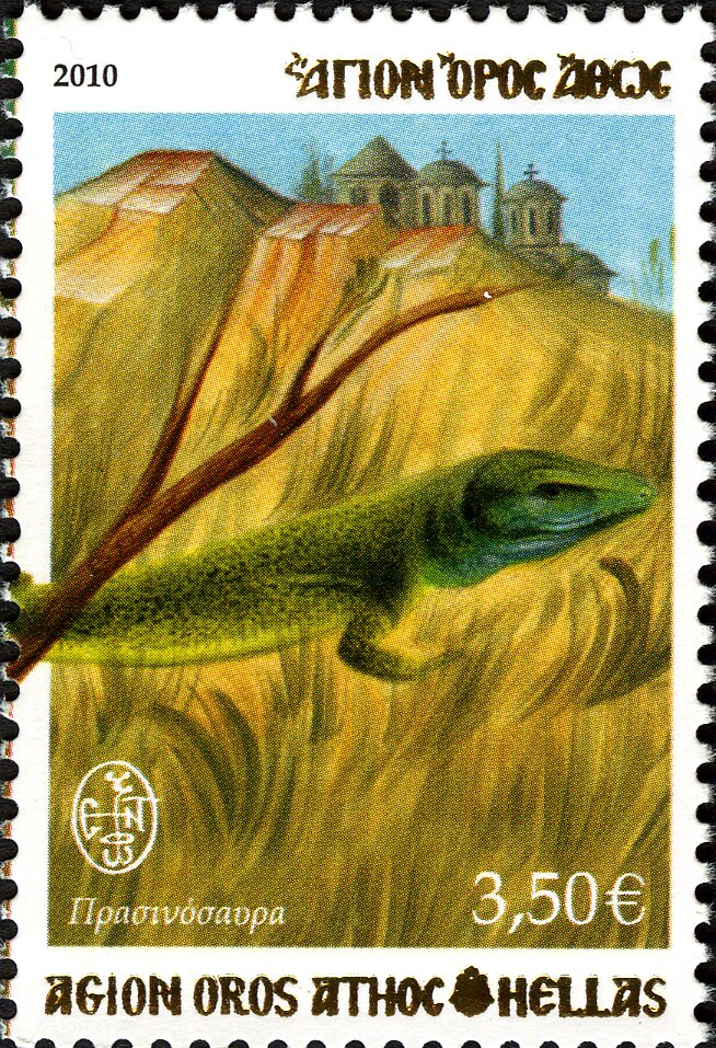 European Green Lizard (Lacerta viridis)