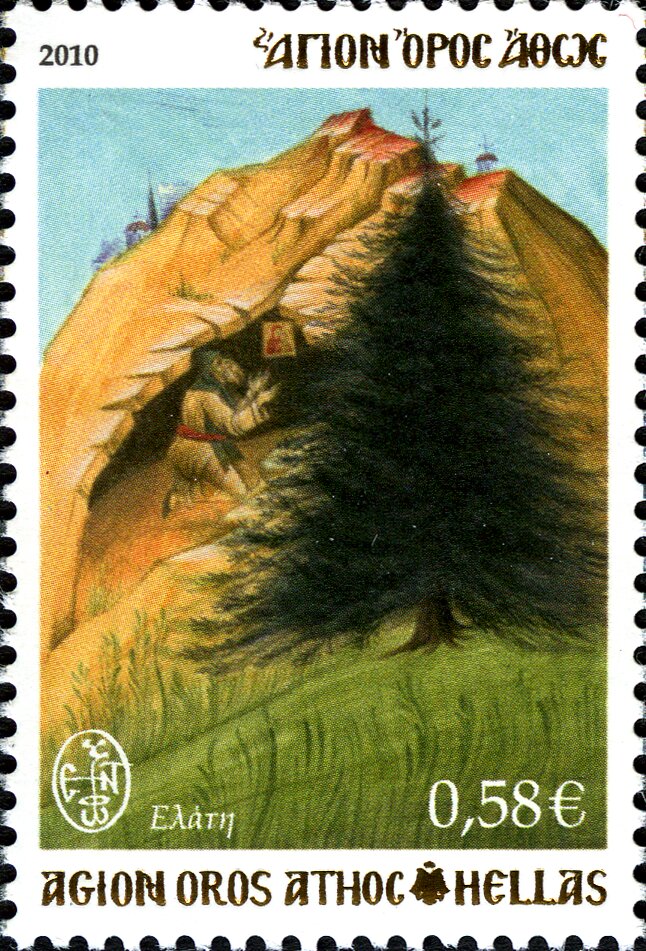 Fir Tree (endemic)