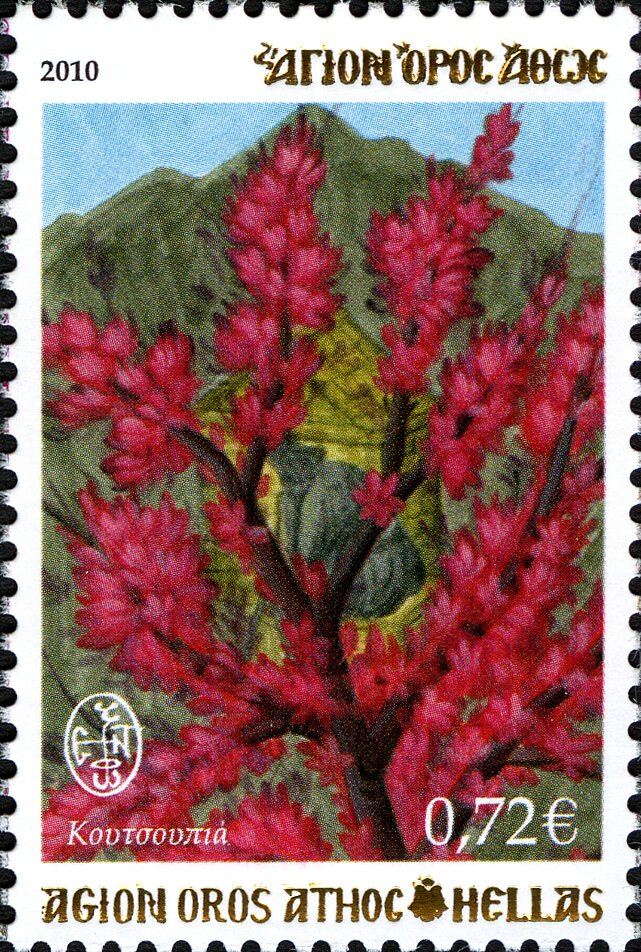 Judas tree