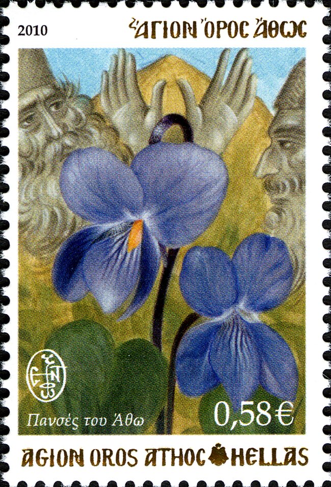 Mount Athos Pansy