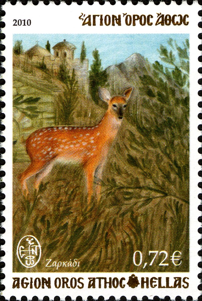 Roe Deer (Capreolus capreolus)