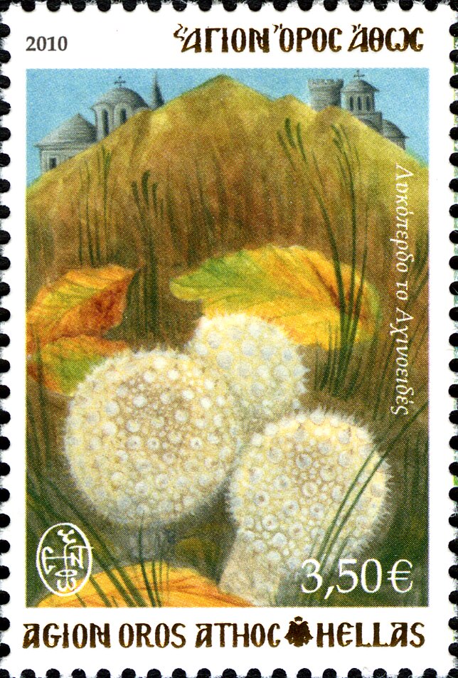Spiny Puffball (Lycoperdon echinatum)