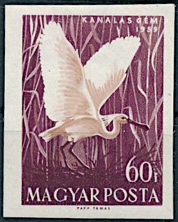 Eurasian Spoonbill (Platalea leucorodia)