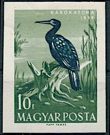 Great Black Cormorant (Phalacrocorax carbo)