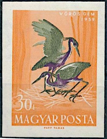 Purple Heron (Ardea purpurea)