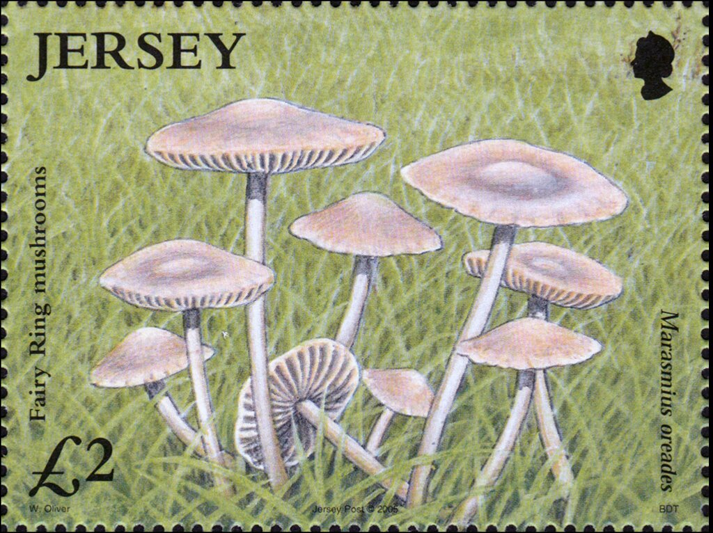 Fairy Ring mushrooms (Marasmius oreades)
