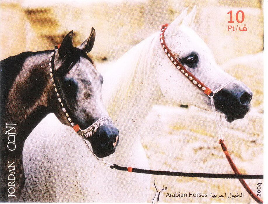 Arabian Horses