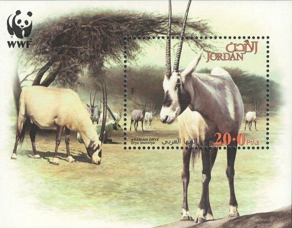 Arabian Oryx (Oryx leucoryx)