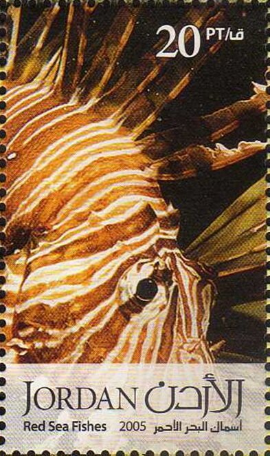 Lionfish (Pterois sp.)