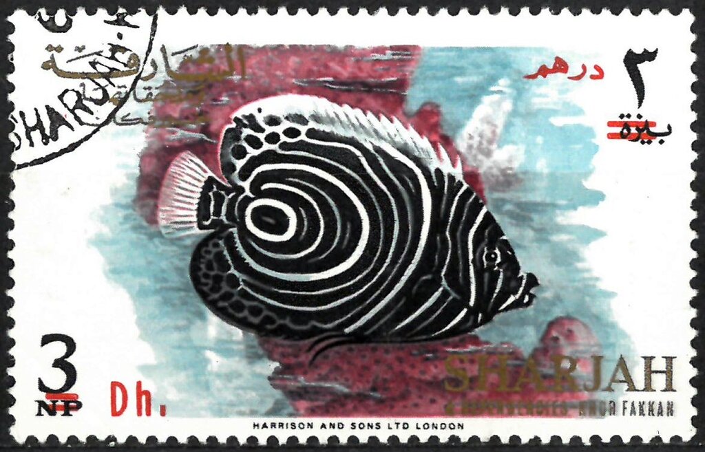 Fishes : Emperor Angelfish (Pomacanthus imperator juv.)