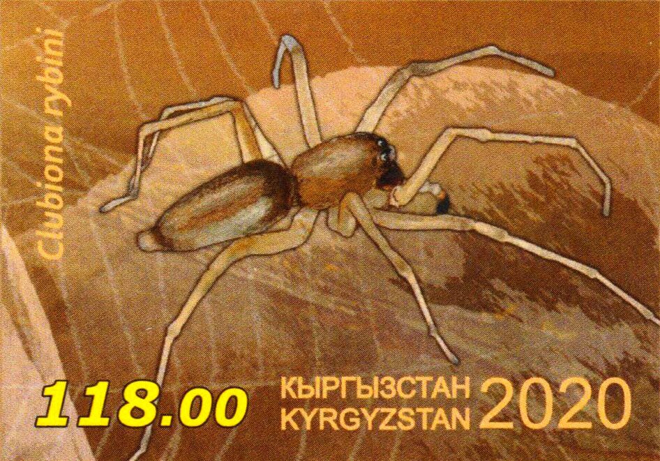 Clubiona rybini