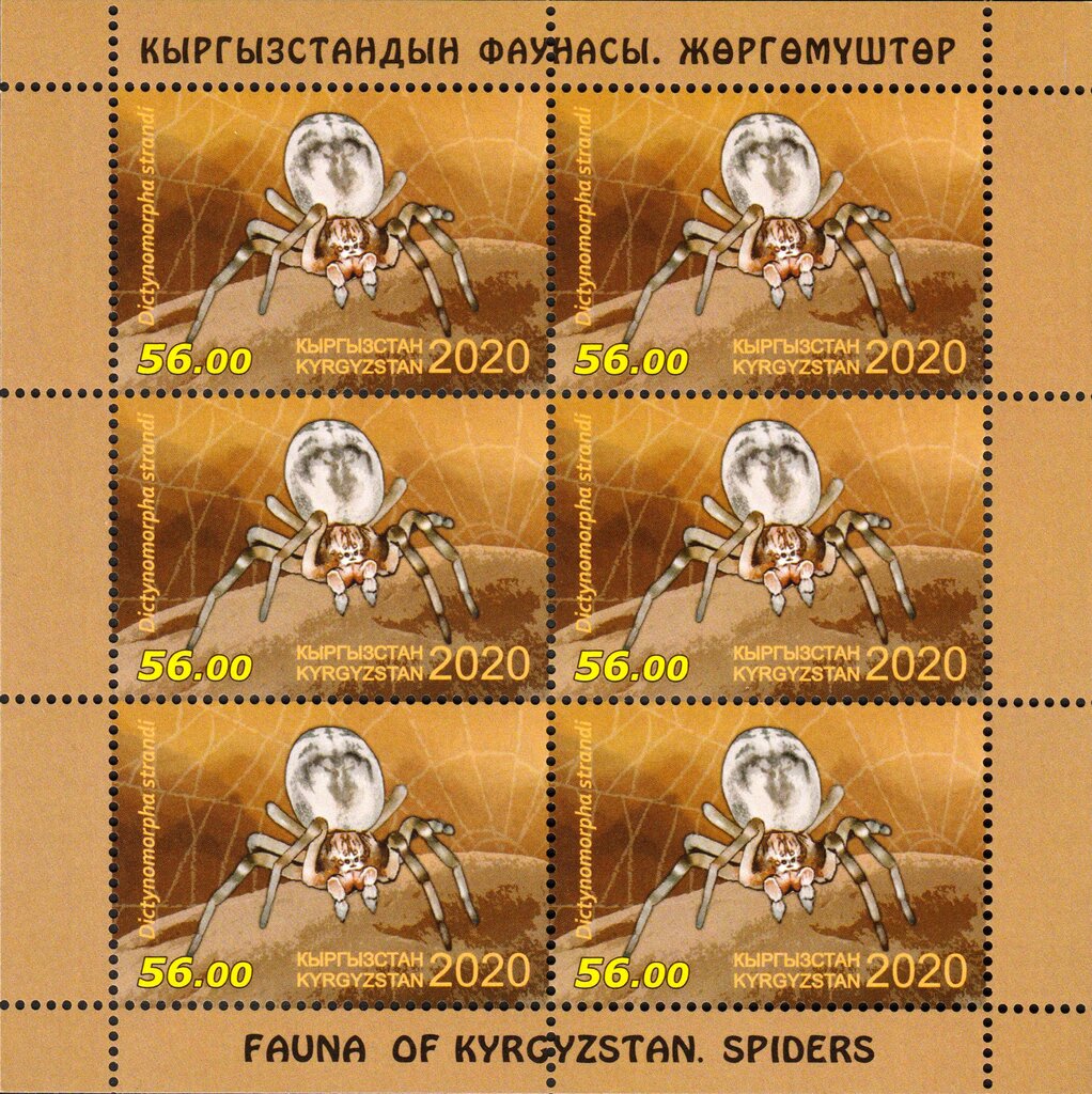 Dictynomorpha strandi