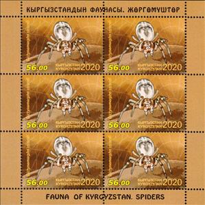 Mini Sheet, Dictynomorpha strandi, Kyrgyzstan,  , Animals (Fauna), Spiders