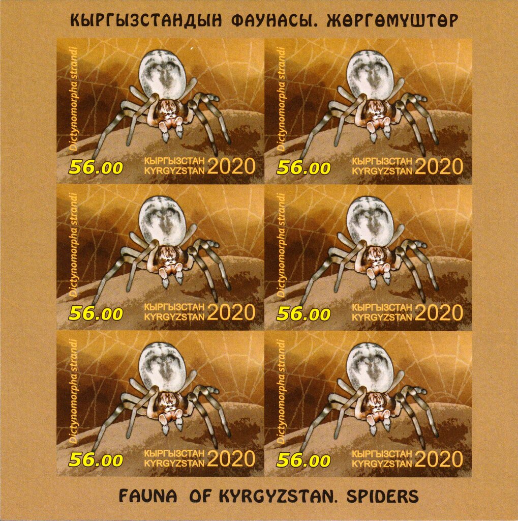 Dictynomorpha strandi