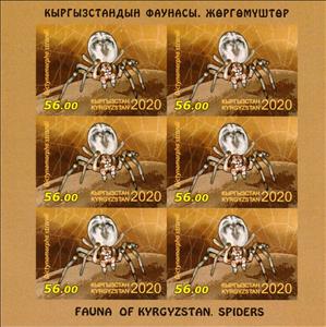 Mini Sheet, Dictynomorpha strandi, Kyrgyzstan,  , Animals (Fauna), Spiders