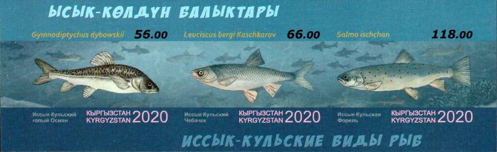 Fish of Lake Issyk-Kul