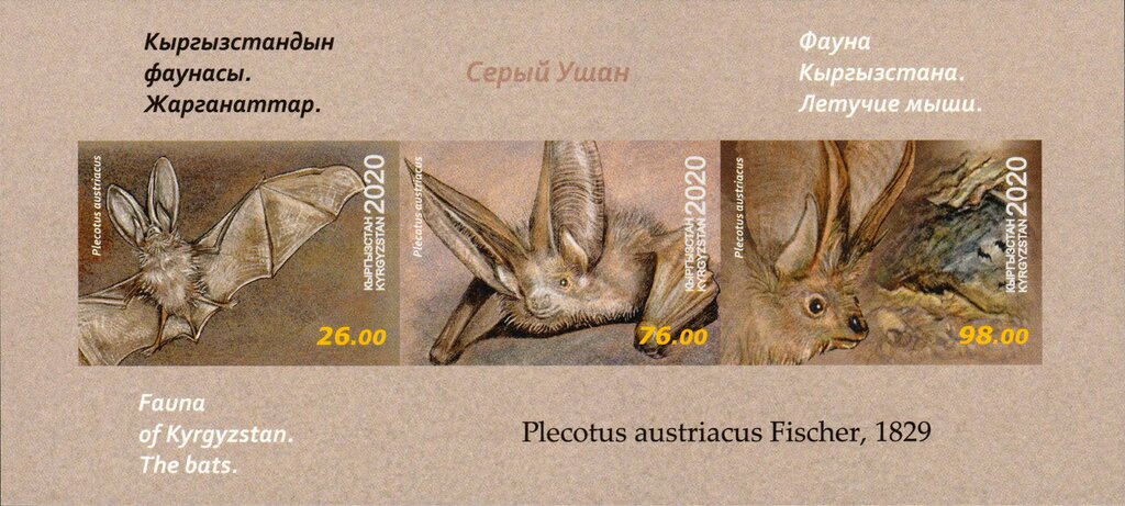 Grey Long-Eared Bat (Plecotus austriacus)