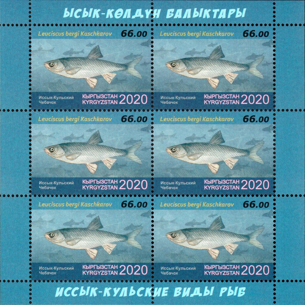 Issyk-Kul Dace (Leuciscus bergi)