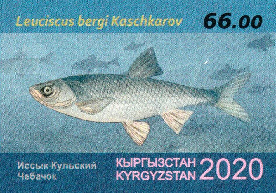 Issyk-Kul Dace (Leuciscus bergi)