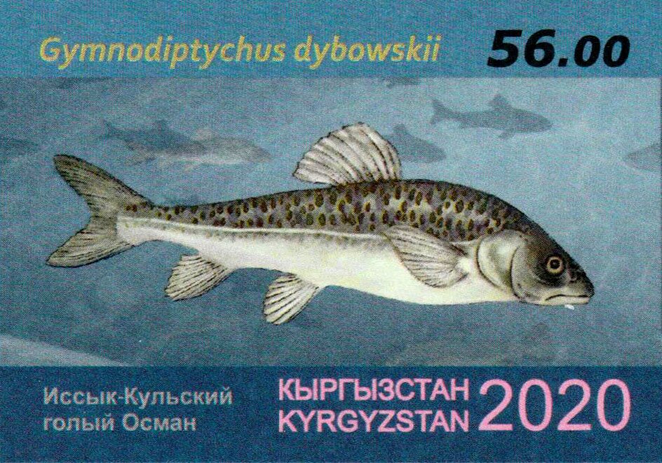 Naked Osman (Gymnodiptychus dybowskii)