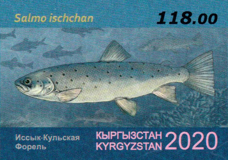 Sevan Trout (Salmo ischchan)