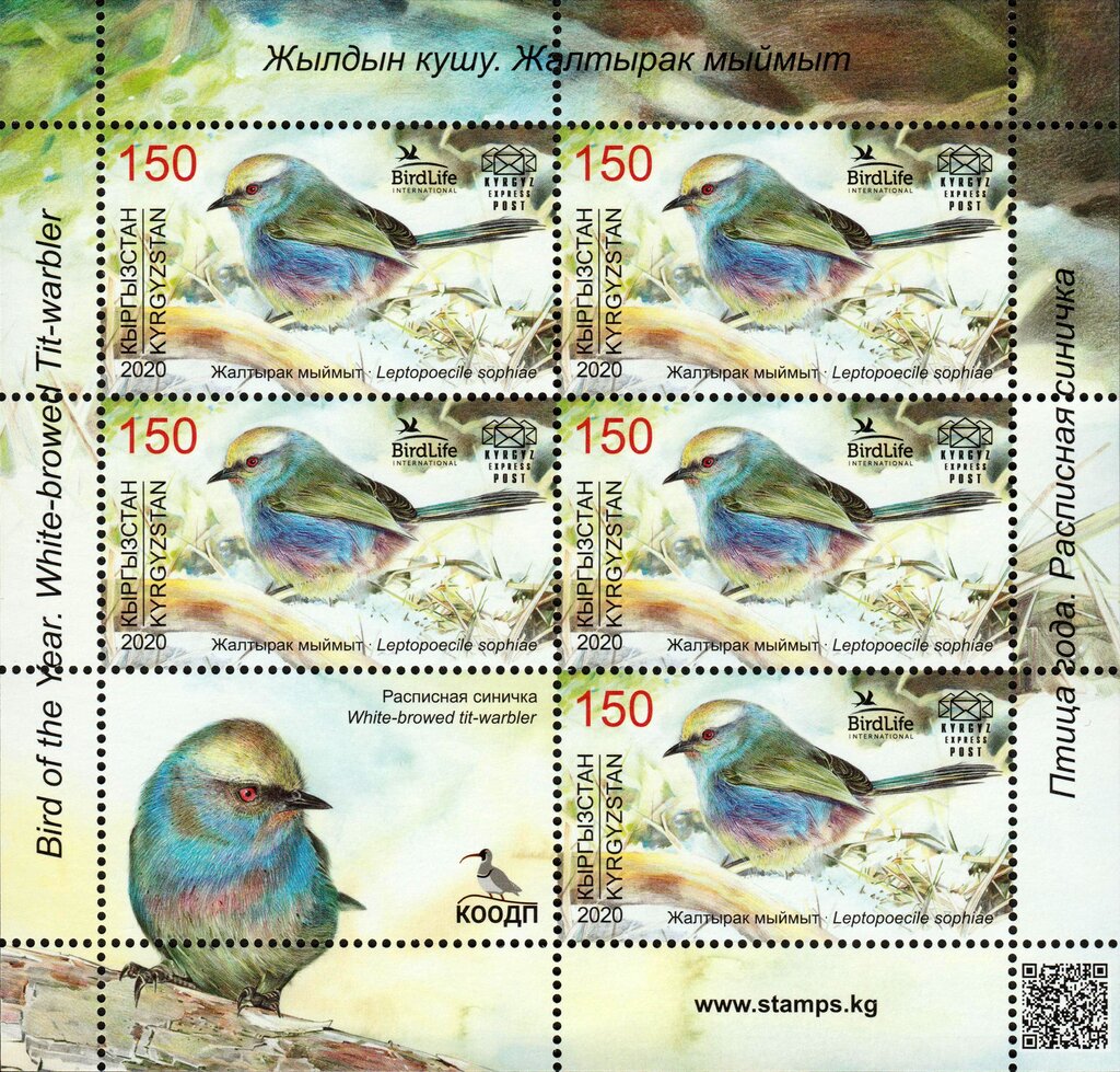 White-browed Tit-warbler (Leptopoecile sophiae)