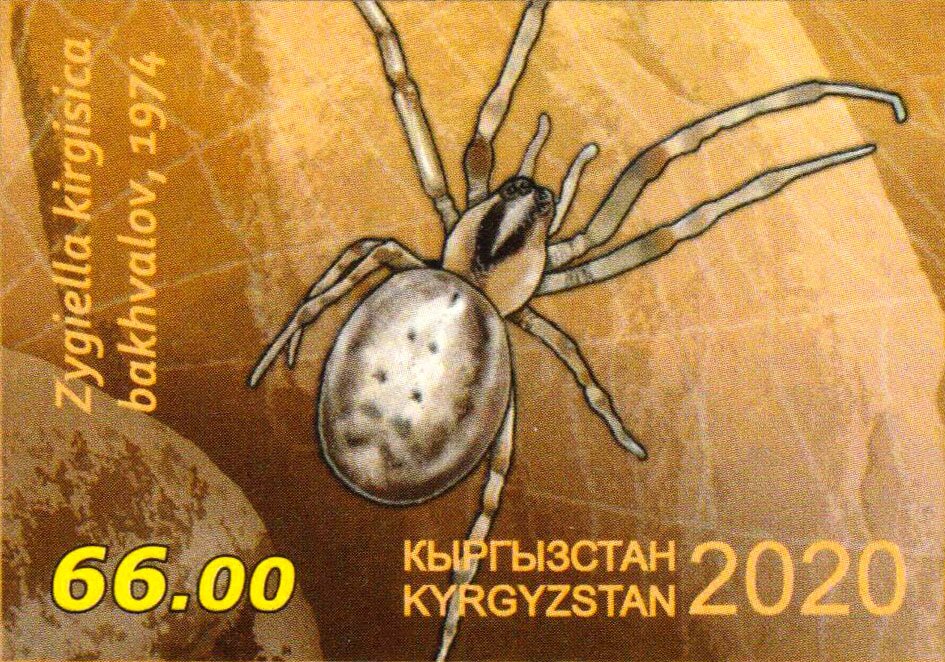 Zygiella kirgisica