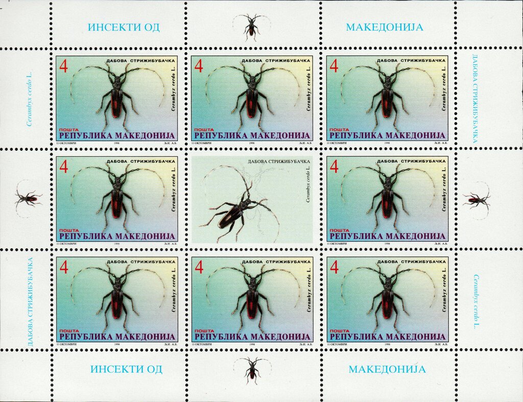 Longhorn beetle (Cerambyx cerdo)
