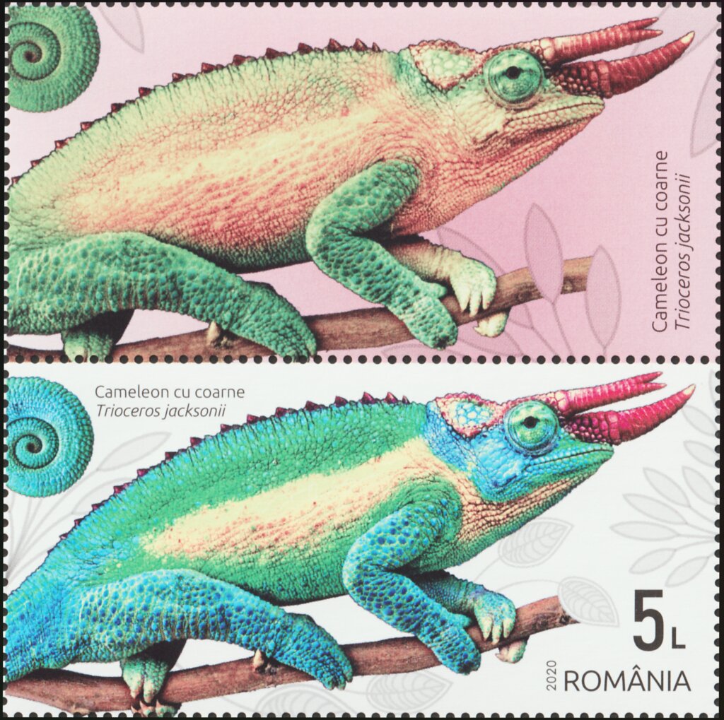 Jackson's Chameleon (Trioceros jacksonii)