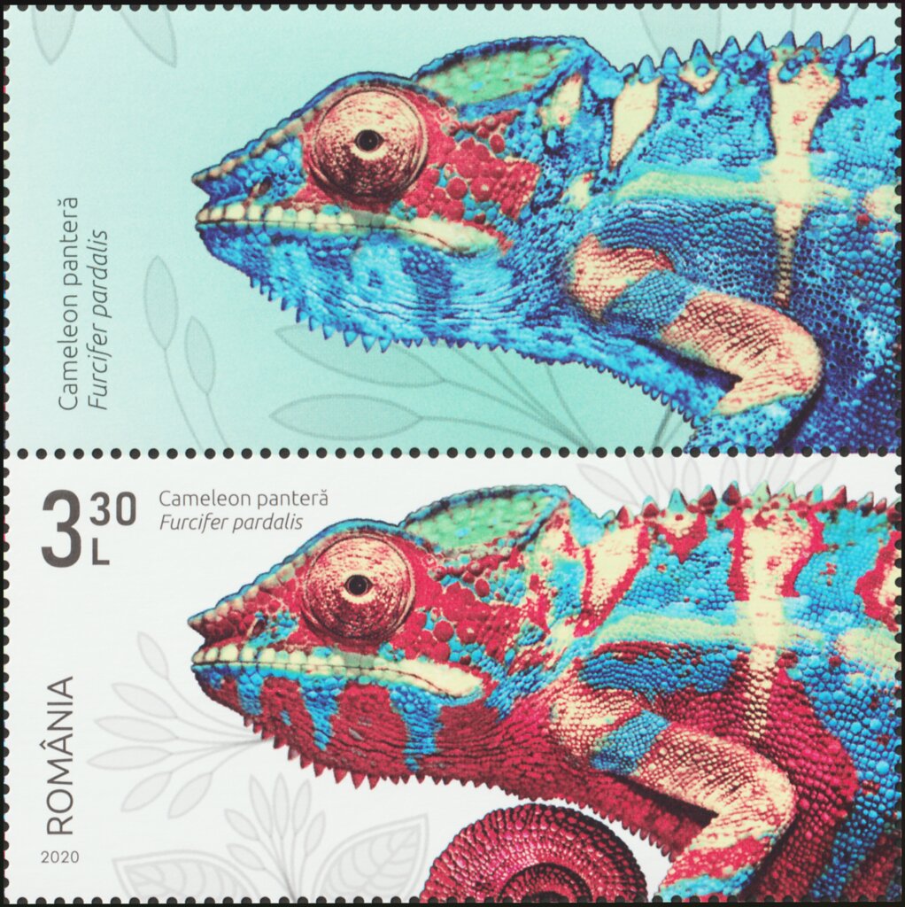 Panther Chameleon (Furcifer pardalis)
