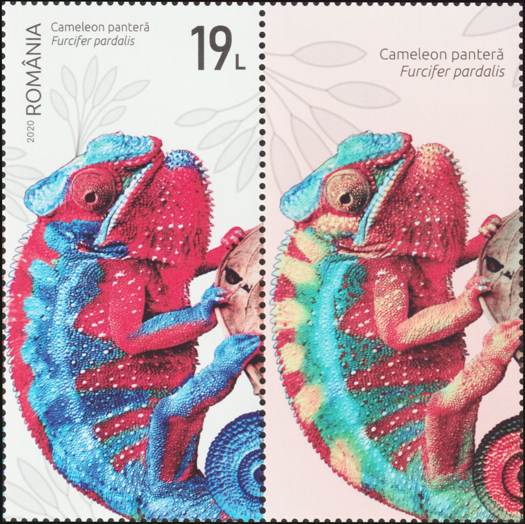 Panther Chameleon (Furcifer pardalis)