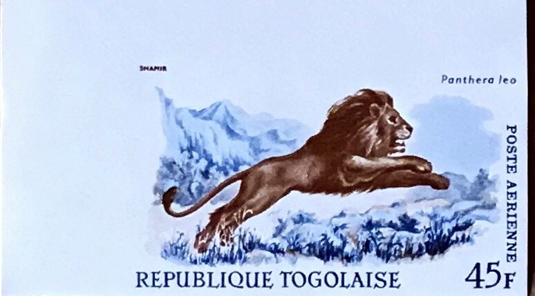 Lion (Panthera leo)