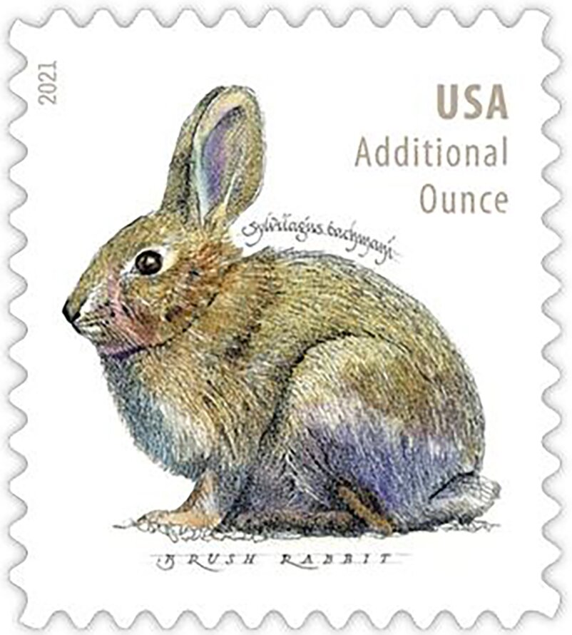 Brush Rabbit (Sylvilagus bachmani)
