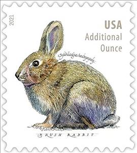 Stamp, Brush Rabbit (Sylvilagus bachmani), United States of America,  , Animals (Fauna), Mammals, Rabbits