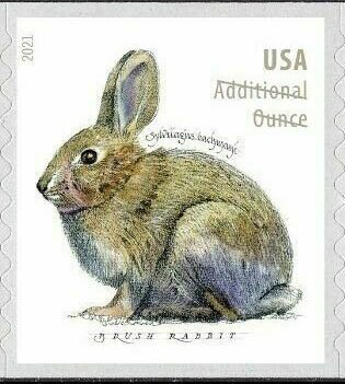 Brush Rabbit (Sylvilagus bachmani)