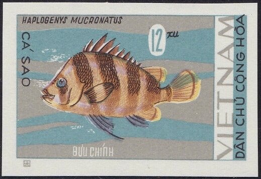 Belted Beard Grunt (Haplogenys mucronatus)