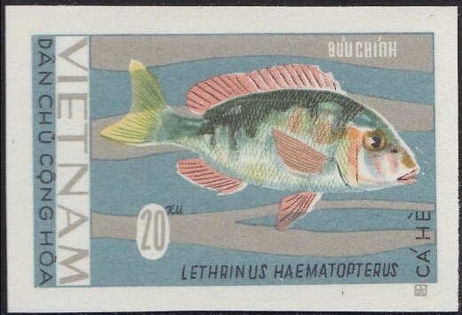 Chinese Emperor (Lethrinus haematopterus)