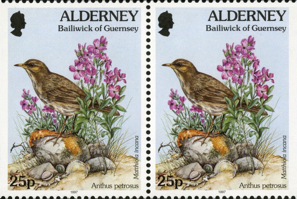 Anthus petrosus, Matthiola incana (pair)