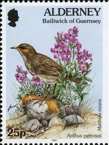 Stamp, Anthus petrosus, Matthiola incana I(R), Alderney,  , Animals (Fauna), Birds, Flowers, Plants (Flora)