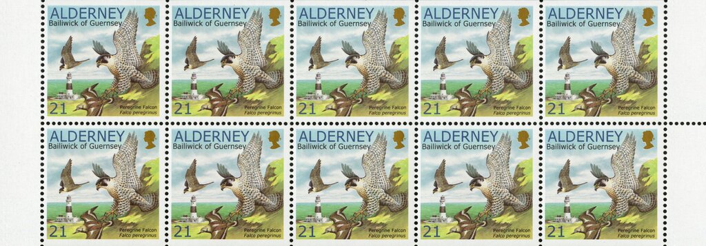 Peregrine Falcon (Falco peregrinus), Ruddy Turnstone (Arenar