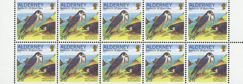 Peregrine Falcon (Falco peregrinus), Ruddy Turnstone (Arenar