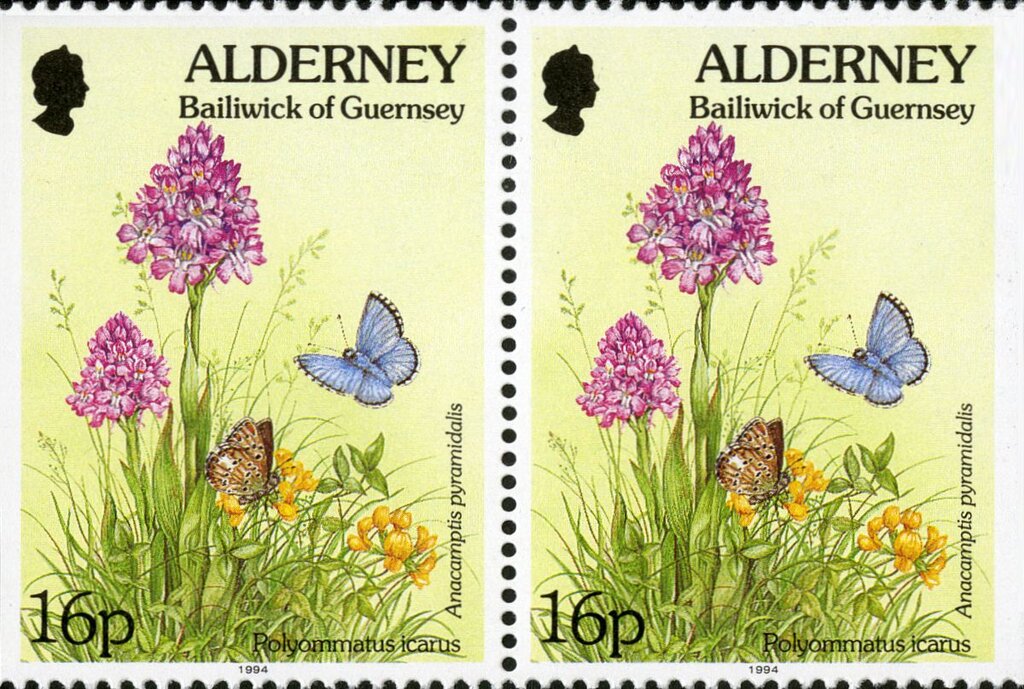 Polyommatus icarus, Anacamptis pyramidalis (pair)