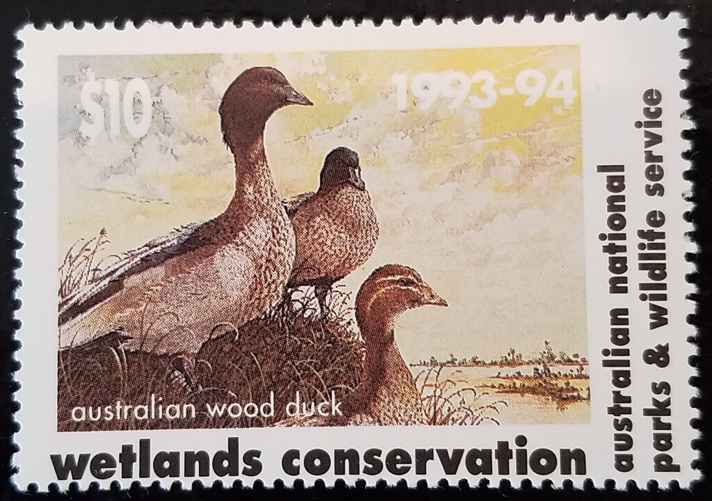 Australian Wood Duck