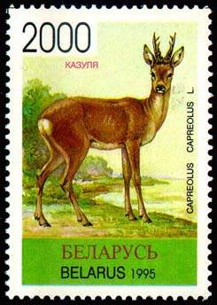 Stamp Roe