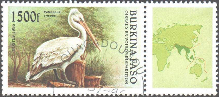 Dalmatian Pelican (Pelecanus crispus)
