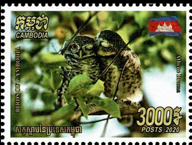 Brahma Owl (Athene brama)