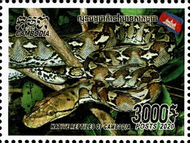 Python reticularis