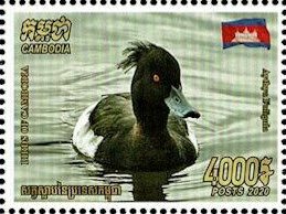 Tufted Duck (Aythya fuligula)