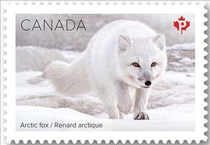 Stamp, Arctic fox (Vulpes lagopus), Canada,  , Foxes